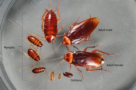 how many babies can a roach have
